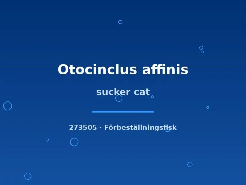 Näsets Ciklidhobby Otocinclus affinis sugmal xlg algätare