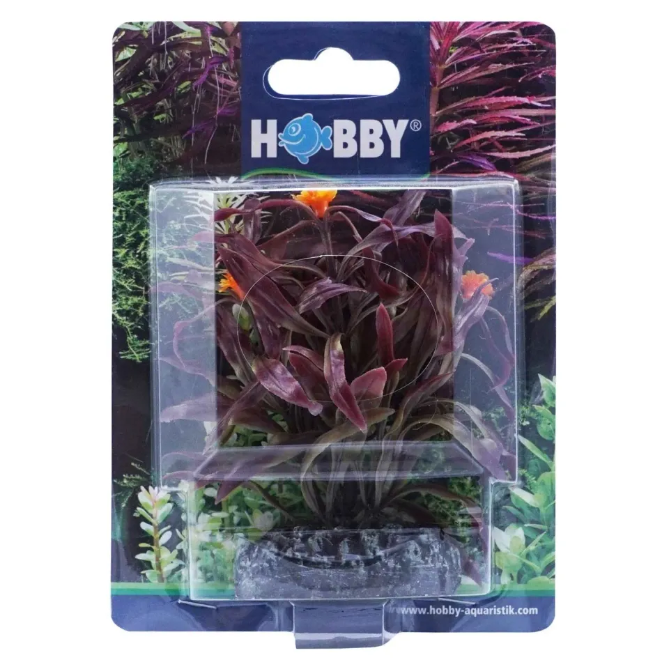 Hobby Nesaea dekorväxt 7 cm plast