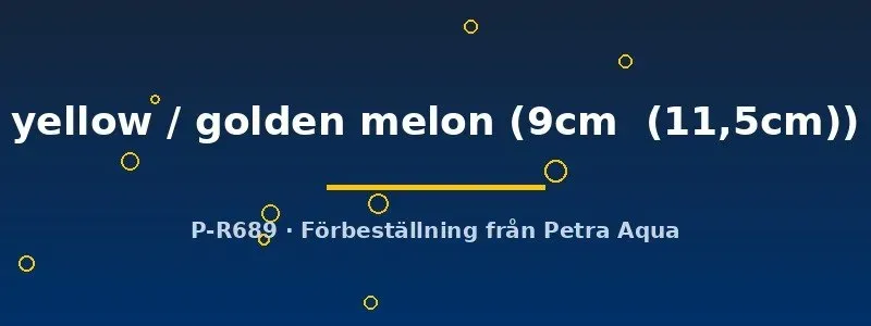 Näsets Symphysodon yellow golden melon diskus 9–11,5 cm gul