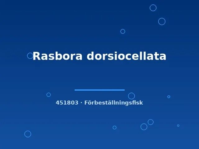 Rasbora dorsiocellata akvariefisk ml stimfisk