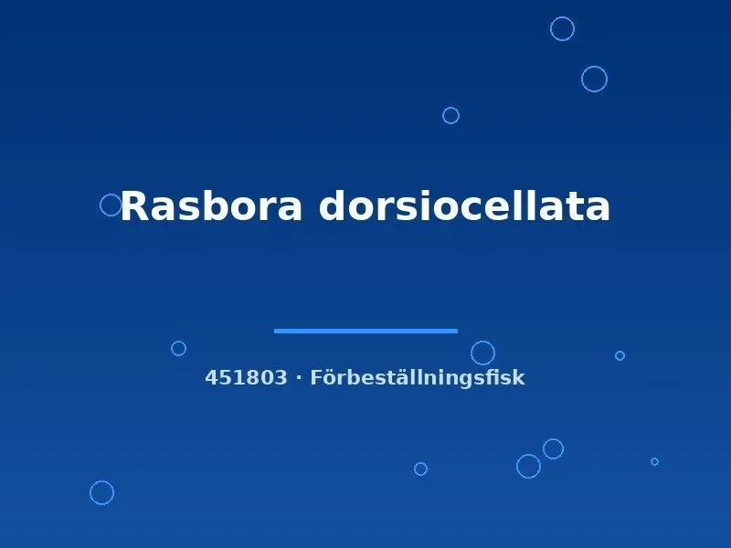 Rasbora dorsiocellata akvariefisk ml stimfisk