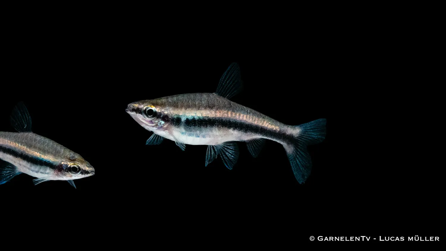 Garnelen TV Nannostomus beckfordi akvariefisk stimfisk