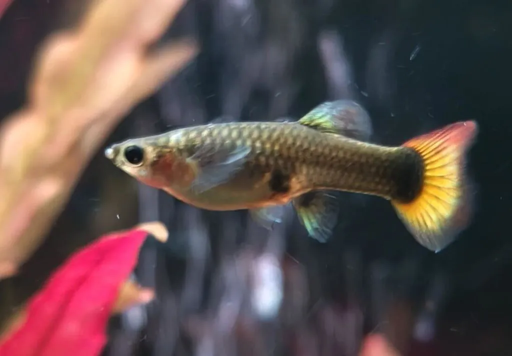 Garnelen TV Guppy Flame hona akvariefisk Poecilia reticulata