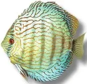 Näsets Ciklidhobby Blue Turquoise diskus 5–6,5 cm ungfisk