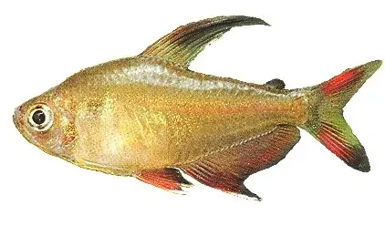 Näsets Ciklidhobby Ornate Tetra Hyphessobrycon bentosi akvariefisk 2–2,5 cm