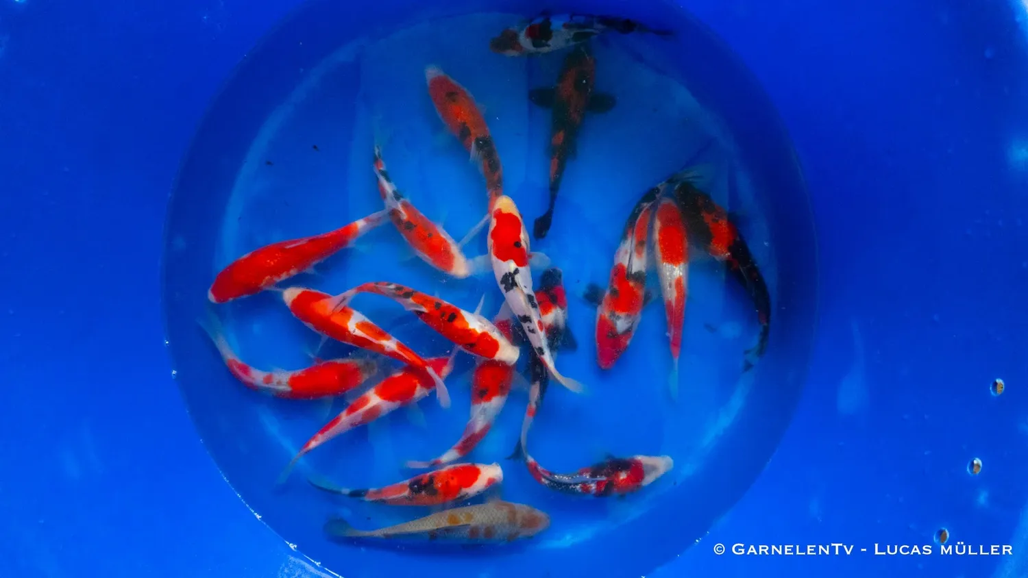 Garnelen TV Conias japan koi 18-22 cm