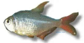 Näsets Ciklidhobby Hyphessobrycon Ecuadoriensis 2,5-3cm tetra