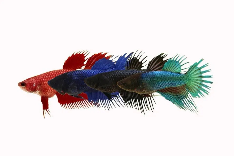 Näsets Betta spl. crowntail mix kampfisk hona 3-4 cm