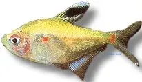 Näsets Ciklidhobby Hyphessobrycon socolofi Spotfin tetra 4 cm