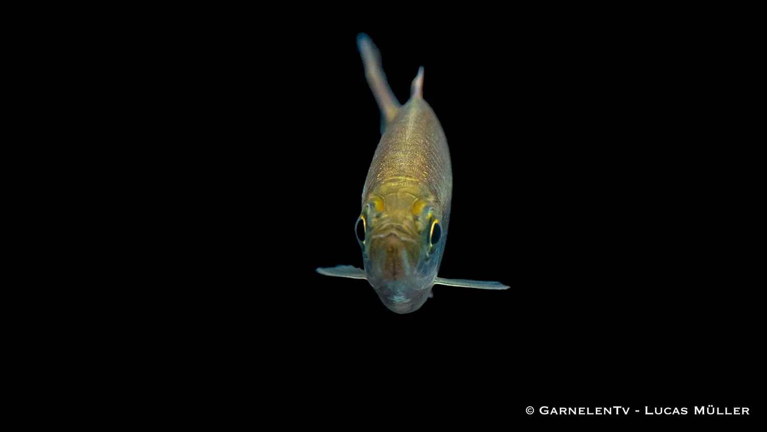 Garnelen TV Malabarbarb Danio malabaricus akvariefisk