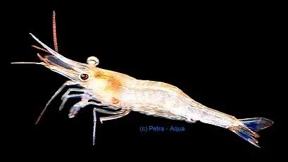 Caridina ensifera akvarieräka 1–1,5 cm sötvatten
