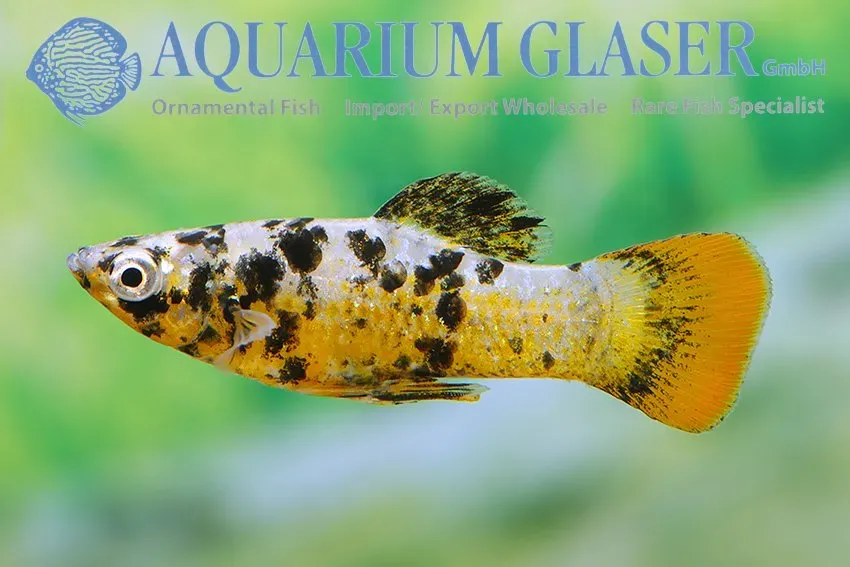Näsets Ciklidhobby Röd Molly akvariefisk 3–4 cm