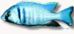 Näsets Ciklidhobby Cyrtocara elektra akvariefisk XL malawi