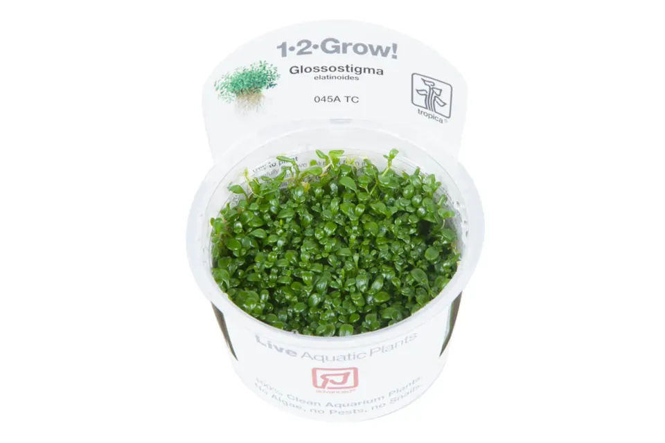 Akvarievalvet Glossostigma elatinoides akvarieväxt matta