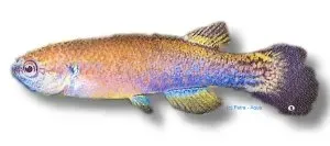 Näsets Ciklidhobby Rivulus cylindraceus killifisk 3–4 cm