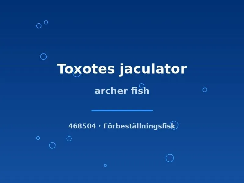 Toxotes jaculator Archer Fish akvariefisk 7–9 cm