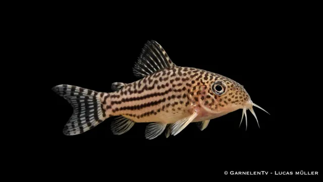 Corydoras haraldschultzi pansarmal bottenfisk grupp