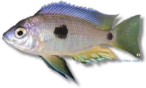 Näsets Ciklidhobby Pleurostigma Yellow ciklid XL malawi
