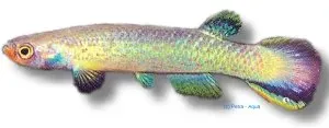 Näsets Ciklidhobby Rivulus tenuis killifisk 3-4 cm
