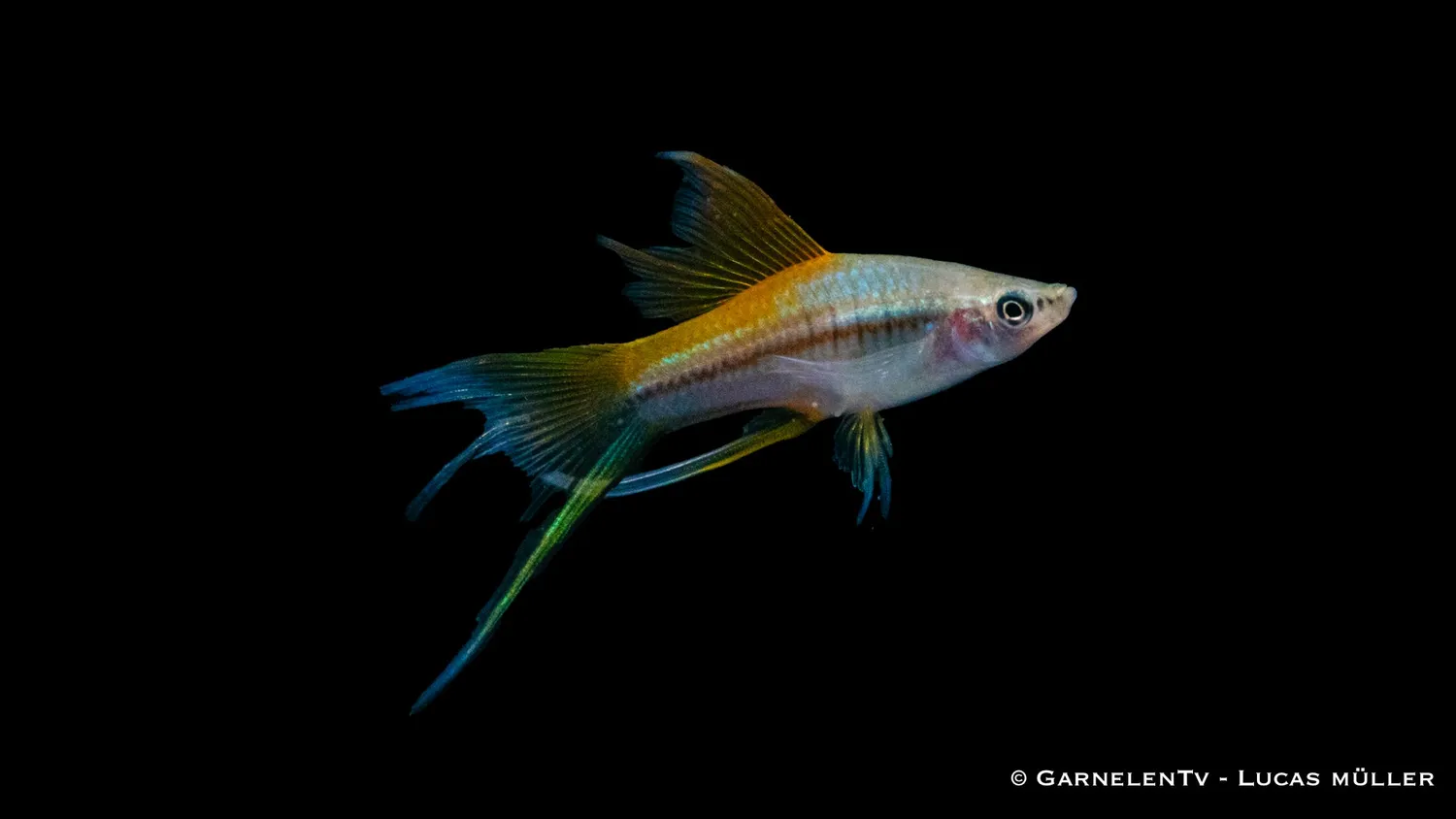 Garnelen TV Neon svärdbärare akvariefisk 5–7 cm