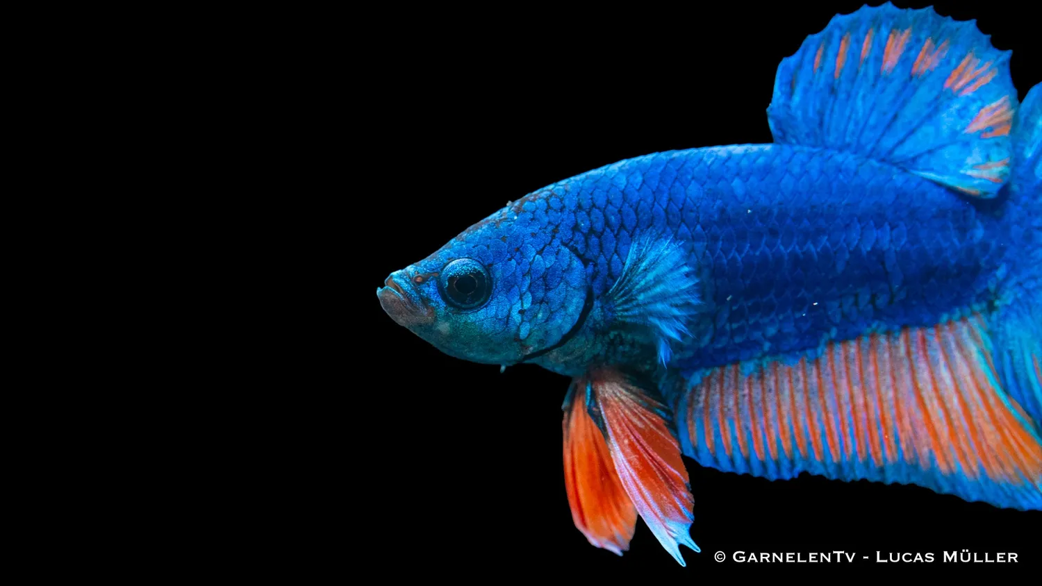 Garnelen TV Koi Galaxy Plakat kampfisk hane