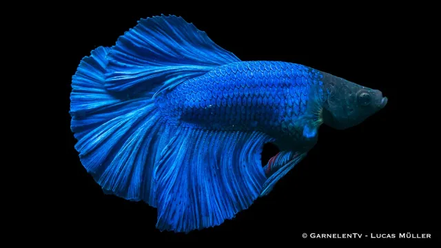 Garnelen TV Halfmoon kampfisk hane Betta splendens