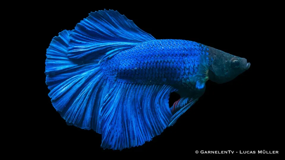 Garnelen TV Halfmoon kampfisk hane Betta splendens
