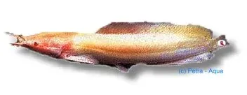 Näsets Ciklidhobby Clarias batrachus albin mal 4-5 cm