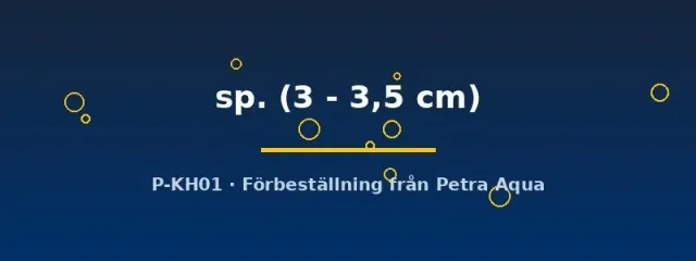 Petra-Aqua L397 panaque L-mal 3-3,5 cm randig