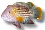 Näsets Ciklidhobby Esmeralda Green Terror ciklid 5-6 cm