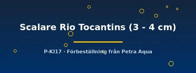 Näsets Pterophyllum Rio Tocantins skalar 3–4 cm