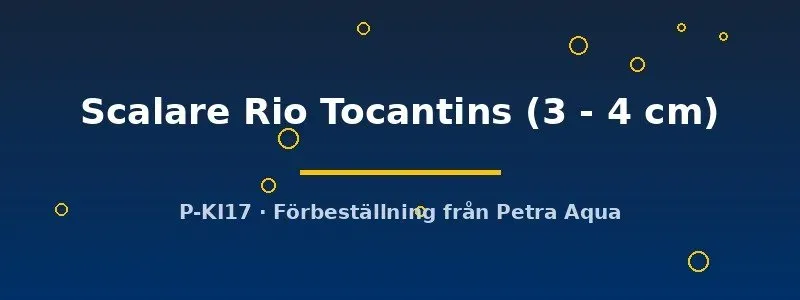 Näsets Pterophyllum Rio Tocantins skalar 3–4 cm