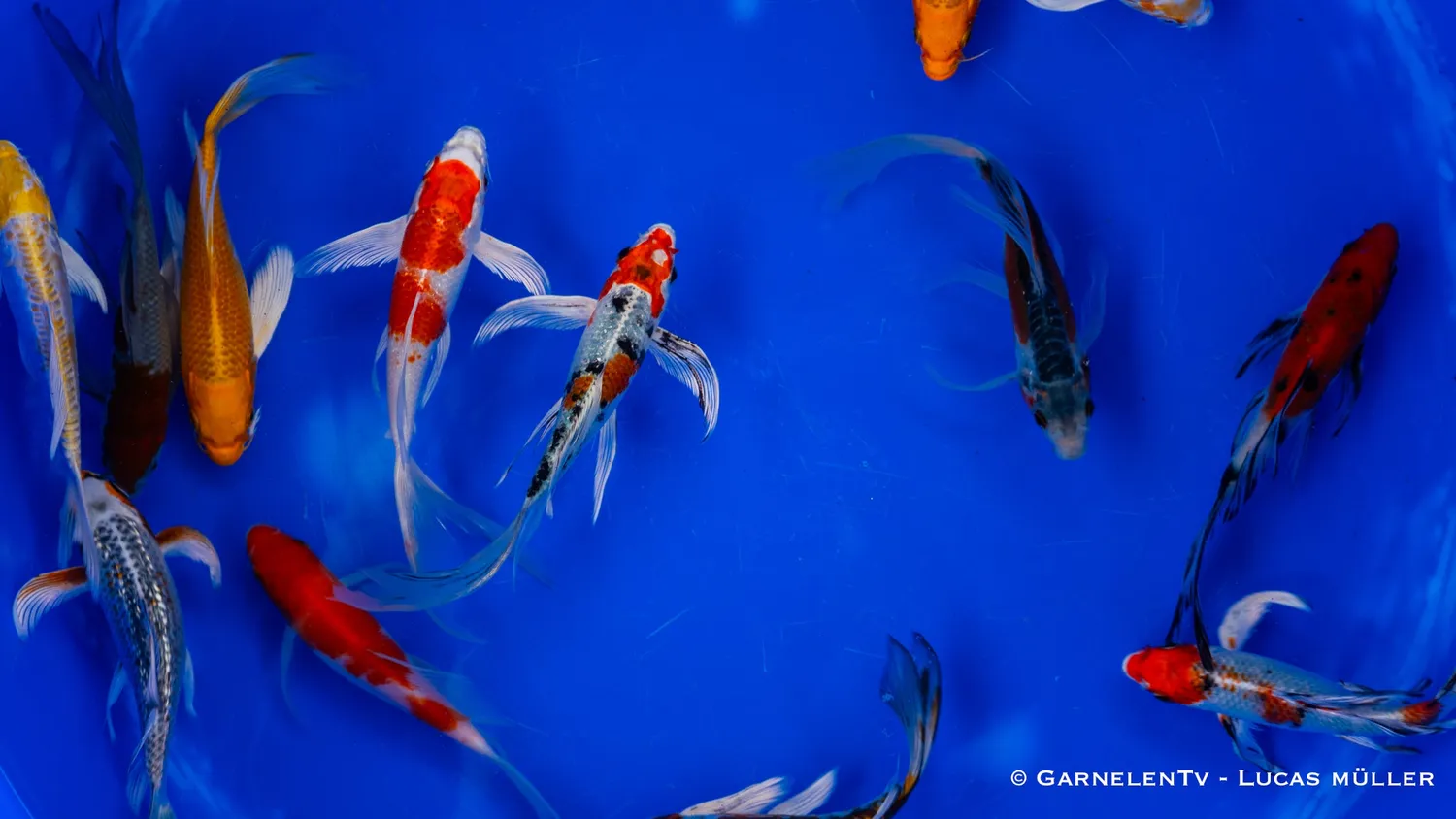 Garnelen TV Butterfly koi dammfisk 30–35 cm
