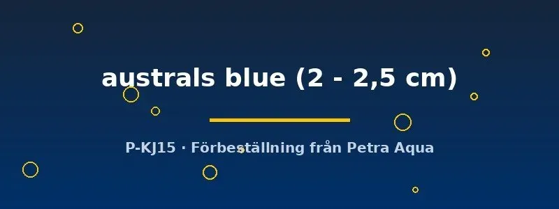 Näsets Amularis sp. Australs Blue akvariefisk 2–2,5 cm stim