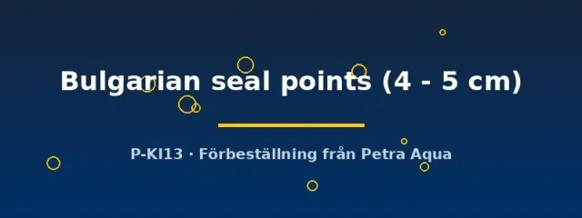 Pterophyllum Scalare Bulgarian Seal Points skalar 4–5 cm