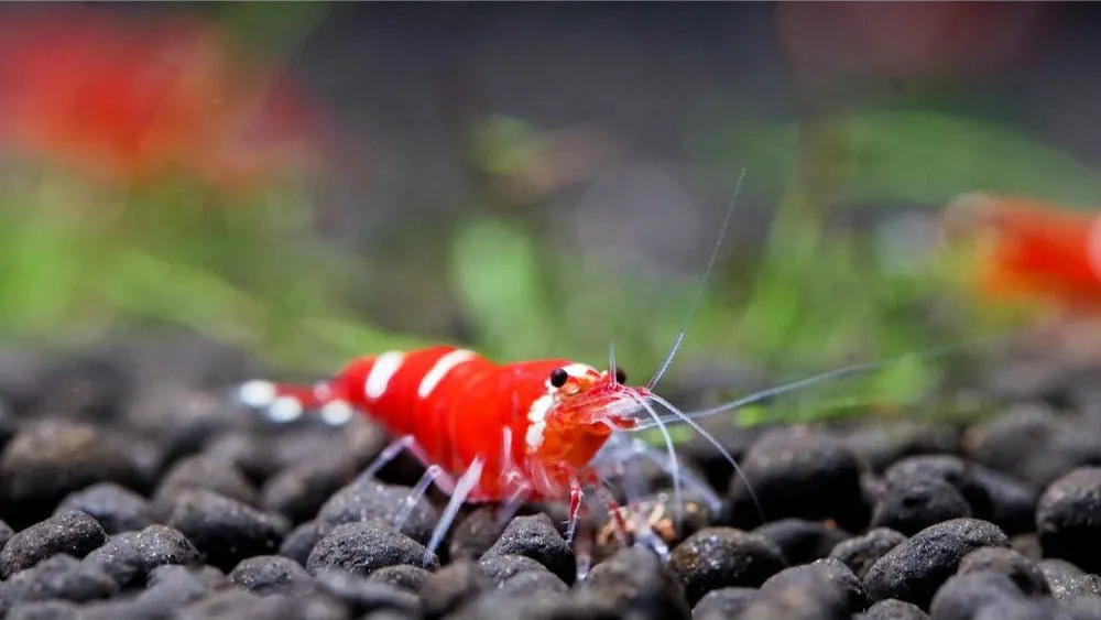 Caridina Logemanni Super Crystal Red dvärgräka röd