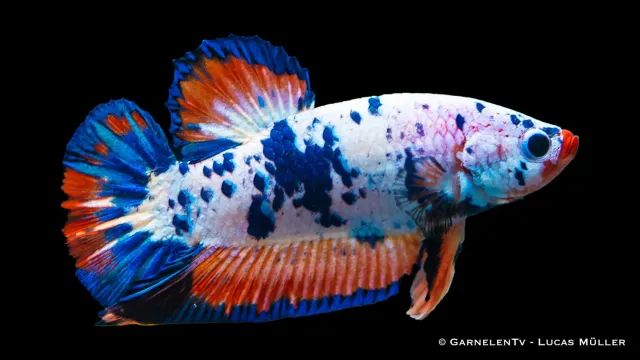 Garnelen TV Koi Galaxy Plakat kampfisk hane