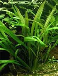 Echinodorus Veronikae akvarieväxt pot