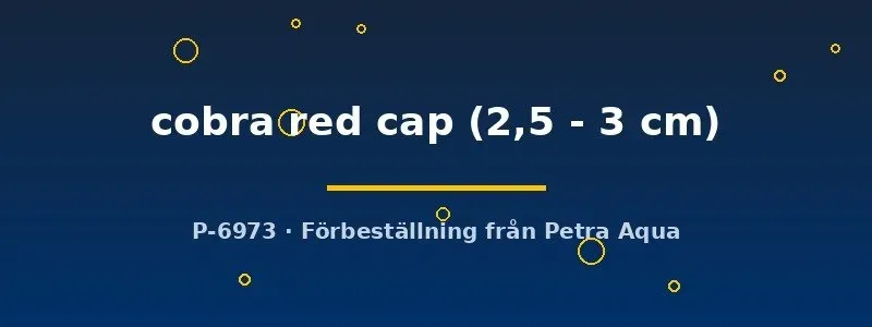 Näsets Ciklidhobby Poecilia ret. cobra red cap guppy 2,5–3 cm hona