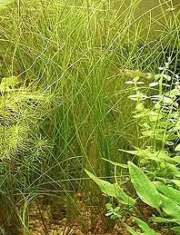 Näsets Ciklidhobby Eleocharis vivipara akvarieväxt kruka