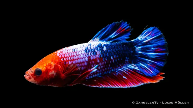 Garnelen TV Plakat Koi Hellboy kampfisk Betta splendens