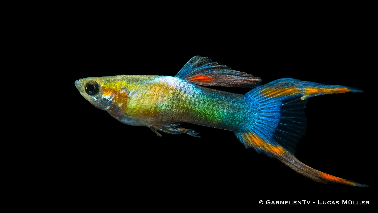 Garnelen TV Endler Black Flame Poecilia wingei hane 2-2,5 cm