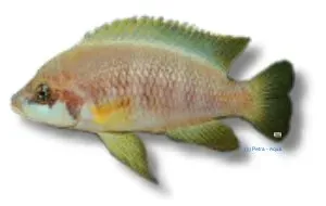 Näsets Mustax ciklid Lamprologus mustax över 5,5 cm