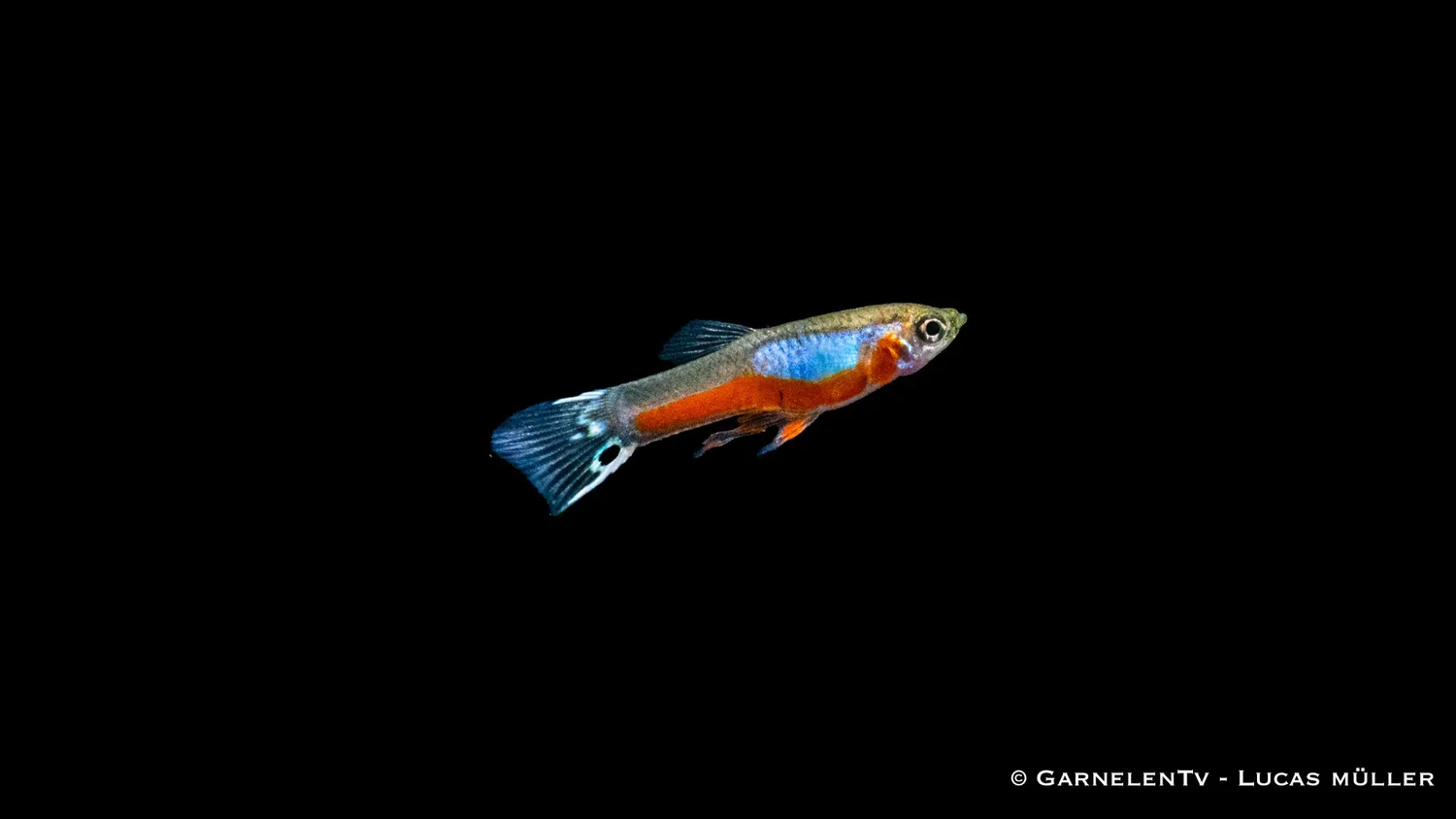 Garnelen TV Endlers guppy cardinal hane Poecilia reticulata
