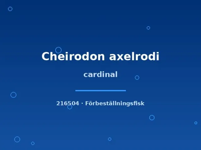 Näsets Ciklidhobby Cardinal Cheirodon axelrodi tetra md-lg stim