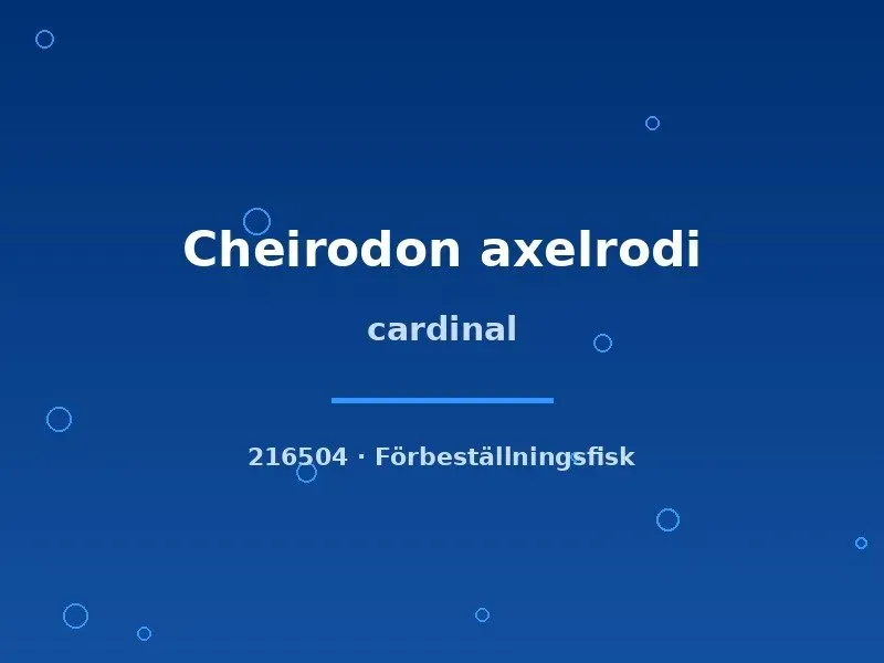 Näsets Ciklidhobby Cardinal Cheirodon axelrodi tetra md-lg stim