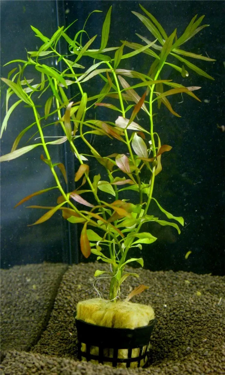 Näsets Ciklidhobby Ludwigia brevipes Advanced4 akvarieväxt