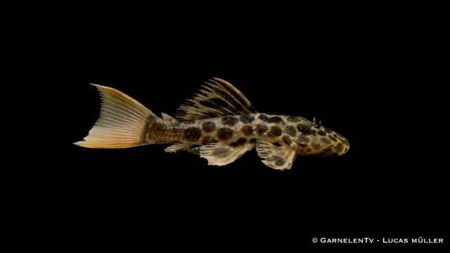 Garnelen TV Pseudacanthicus L114 leopardkaktusmal