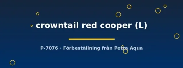 Näsets Ciklidhobby Betta spl. crowntail red cooper kampfisk hane L