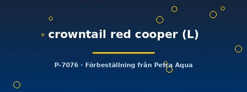 Näsets Ciklidhobby Betta spl. crowntail red cooper kampfisk hane L